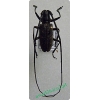 Monochamus galloprovincialis (Olivier , 1795) male Żerdzianka sosnówka